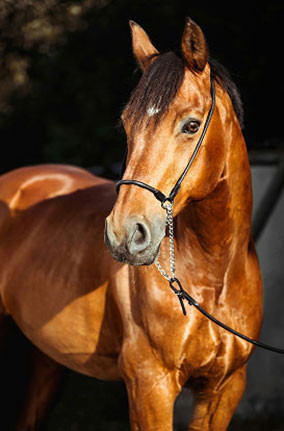 produits chevaux 