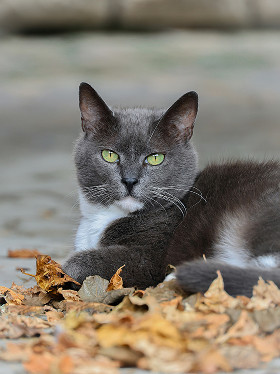 produits chats