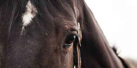 Soutien articulaire par temps froid pour les chevaux de sport et les chevaux âgés