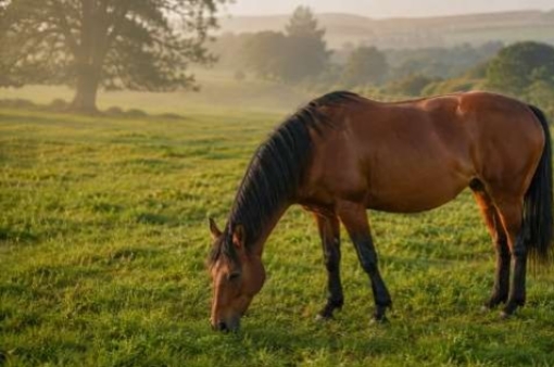 Digestion du cheval et prévention des coliques : le guide