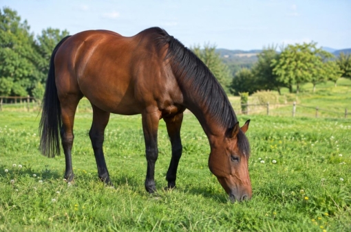 Vermifugation du cheval : parasites et protocole raisonné